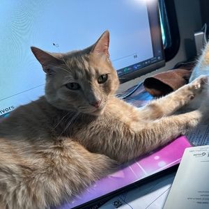 Meet your Posher, Rachel